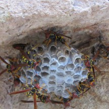 Wasp's nest on the way to the Dinosaurs footprints